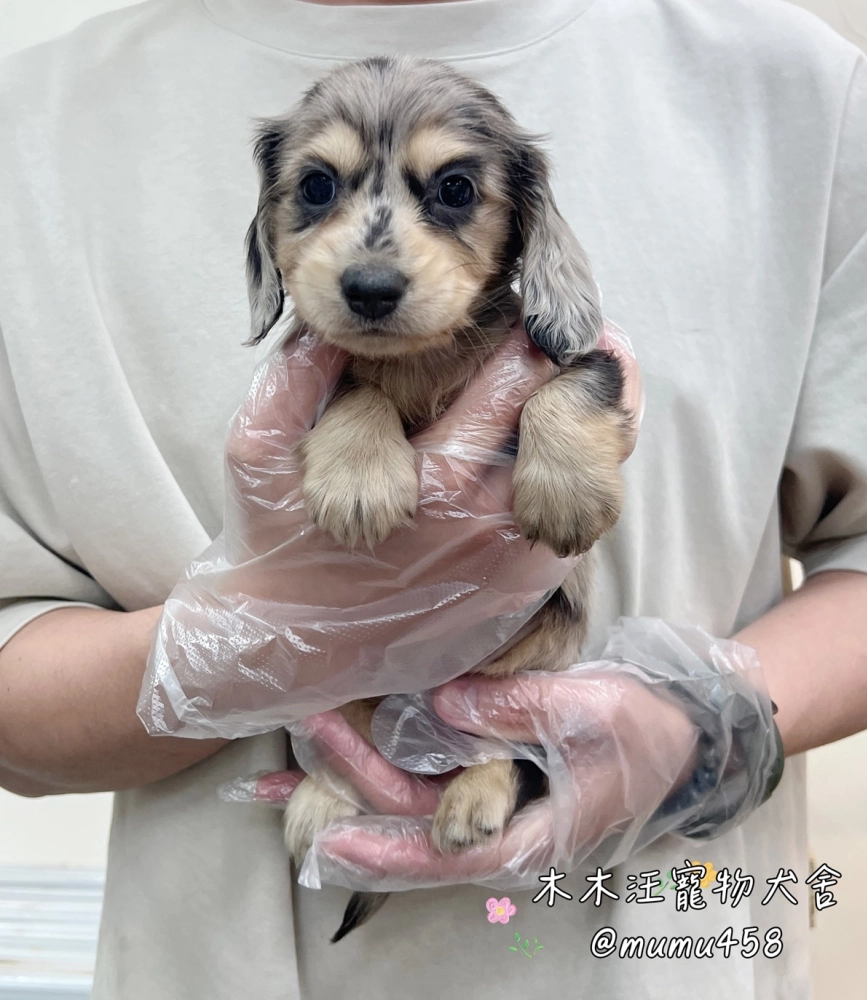 長毛臘腸(黑大理石)