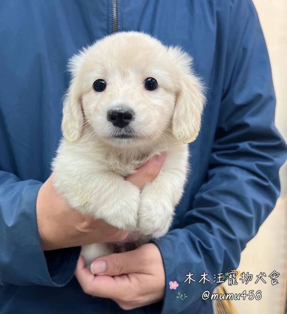 長毛臘腸(奶油色)