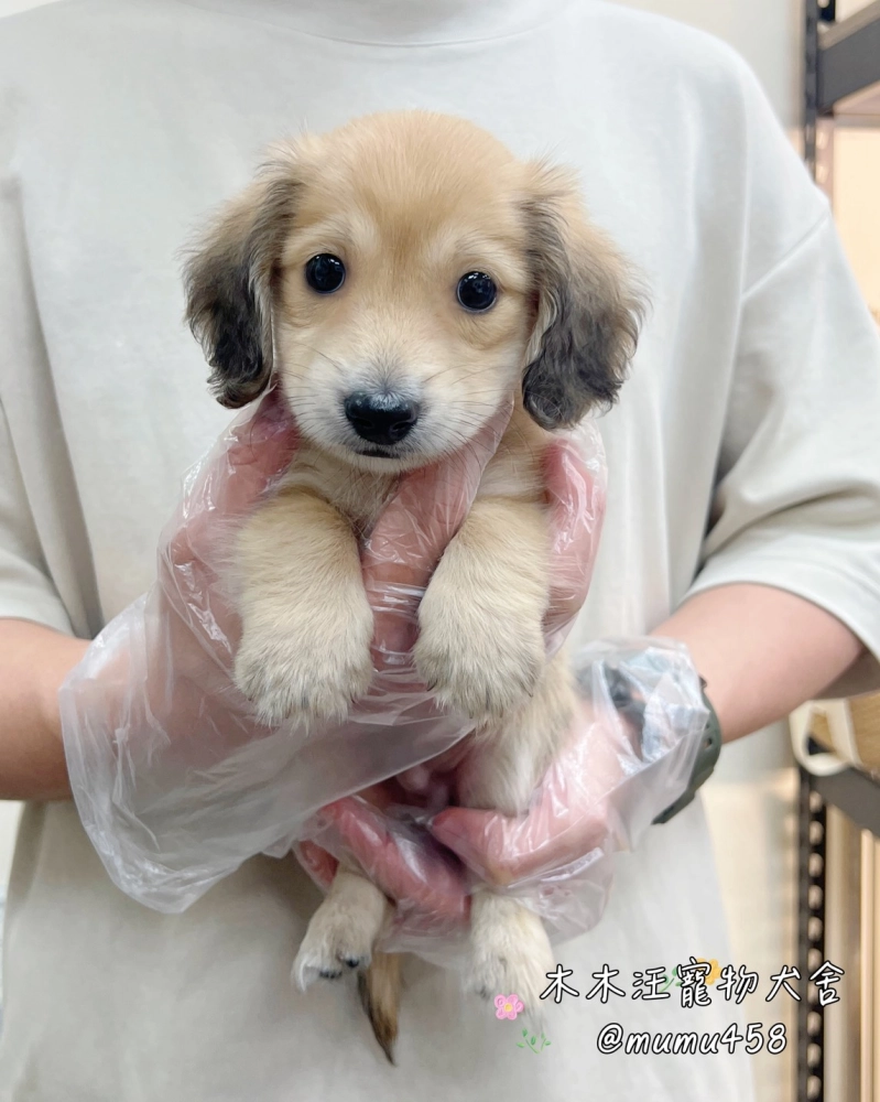 長毛臘腸(黑絲奶油色)