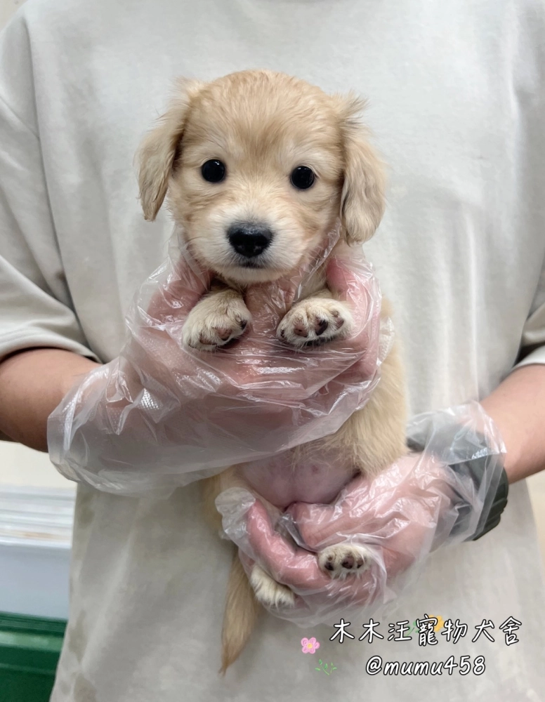 長毛臘腸(奶油色)