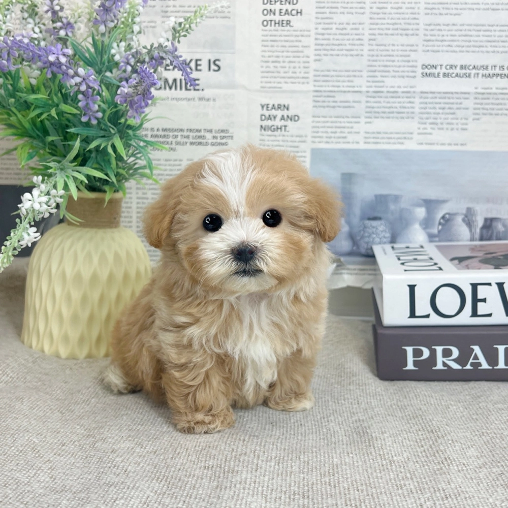 瑪爾泰迪(奶油白花色)