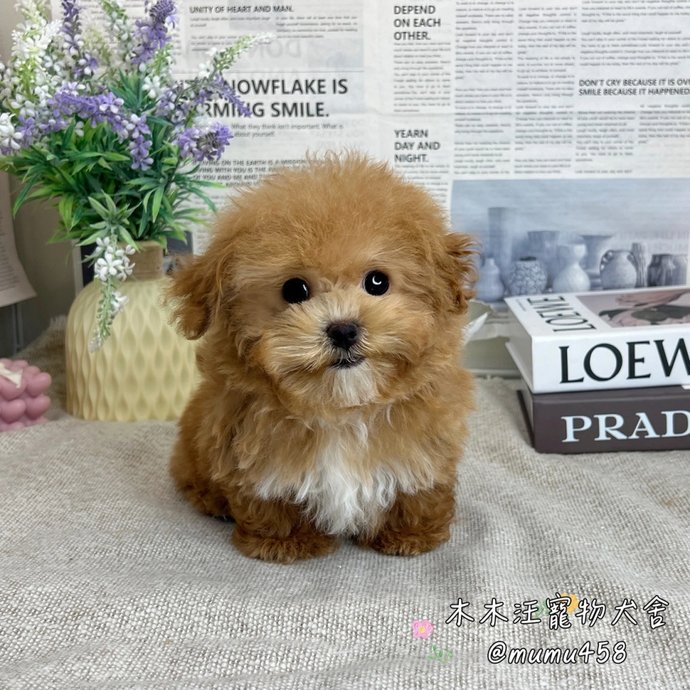 瑪爾泰迪(奶油色)