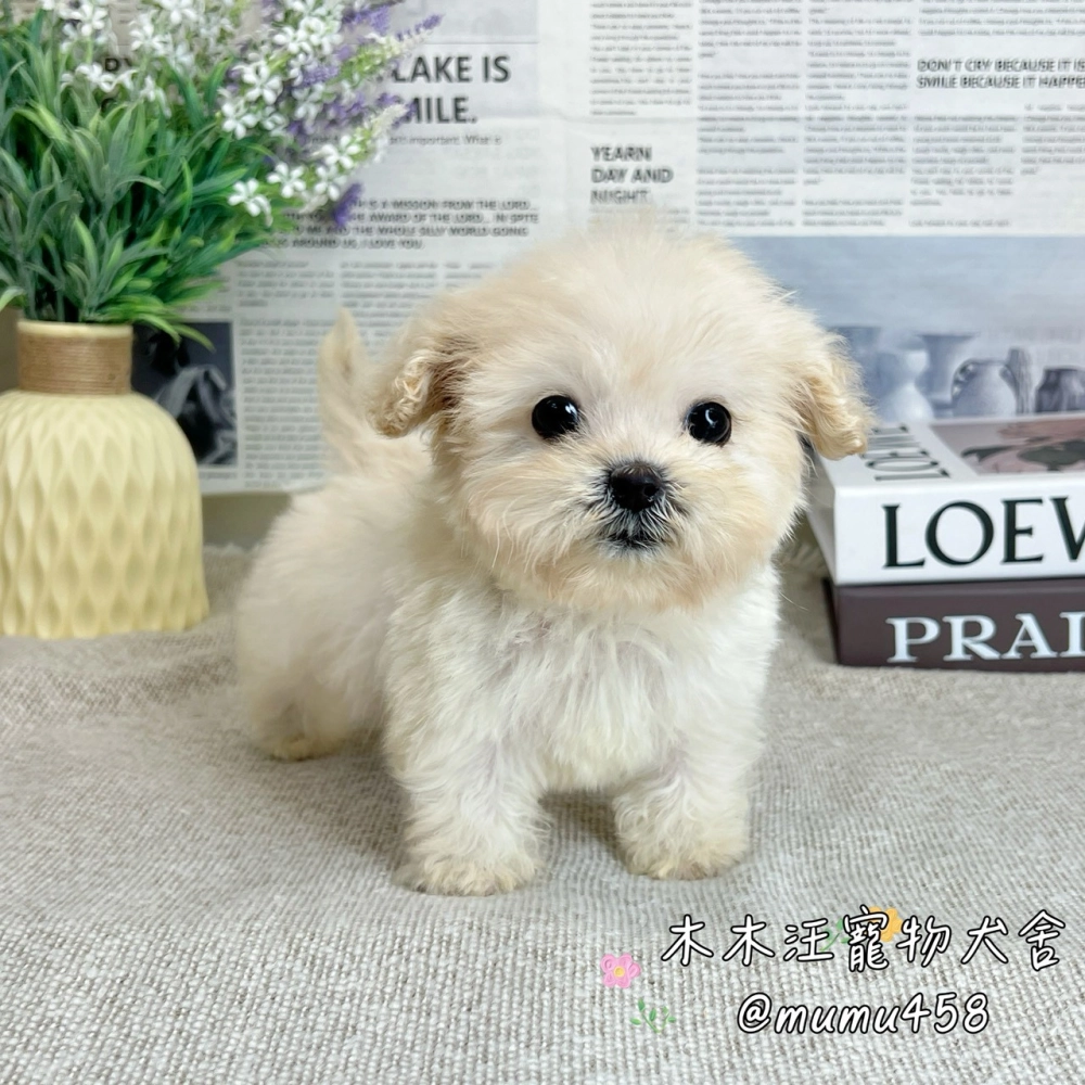 可卡熊(可卡犬混比熊犬)