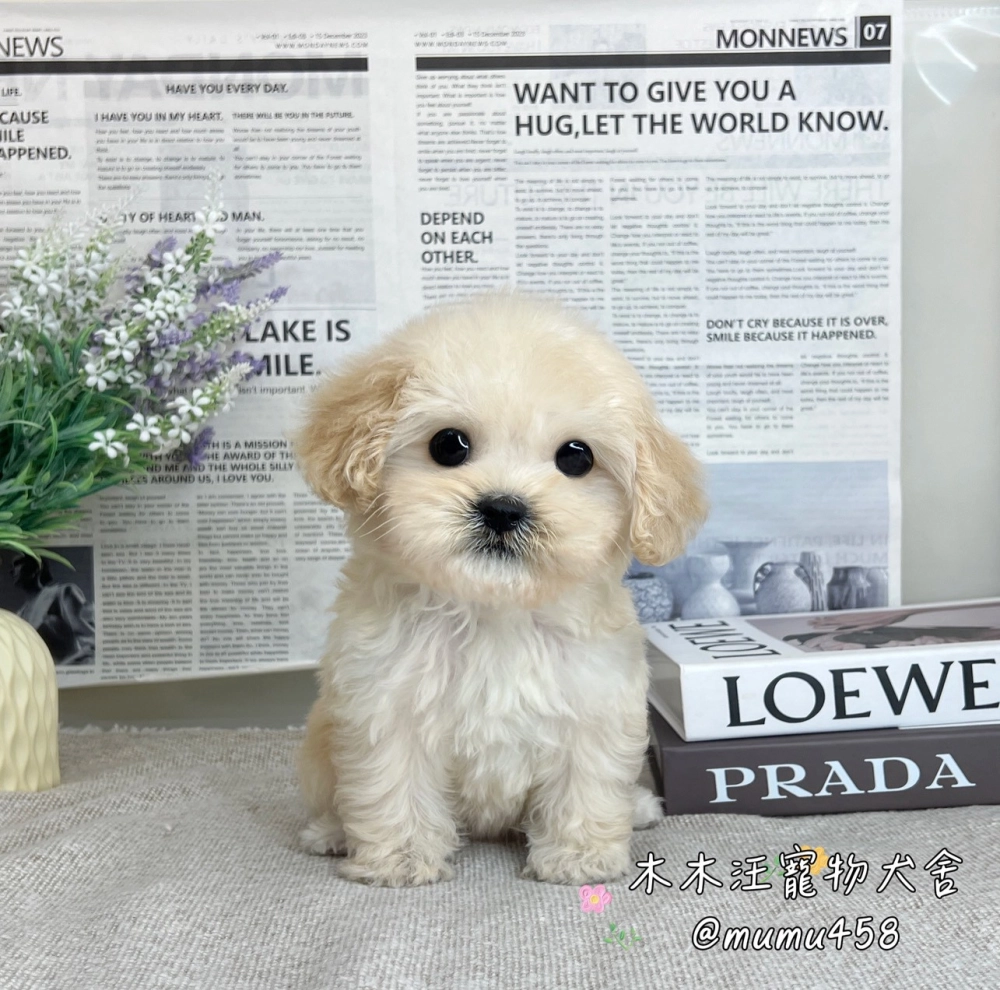 可卡熊(可卡犬混比熊犬)