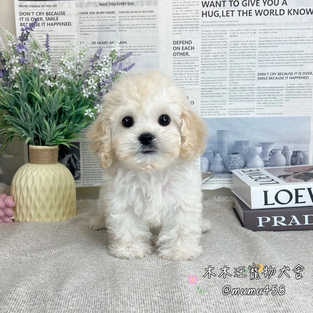 可卡熊(可卡犬混比熊犬)