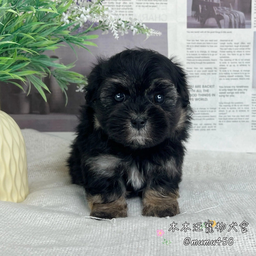 貴賓犬(黑四目)