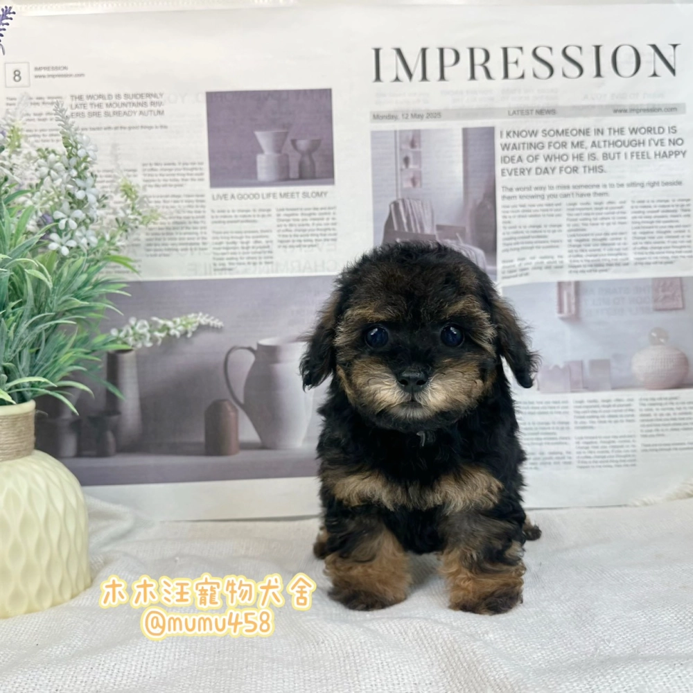 貴賓犬(黑四目)