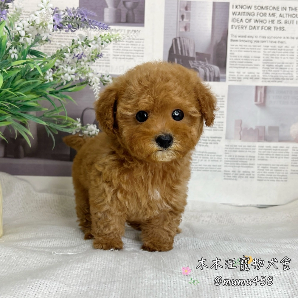 貴賓犬(奶油紅)