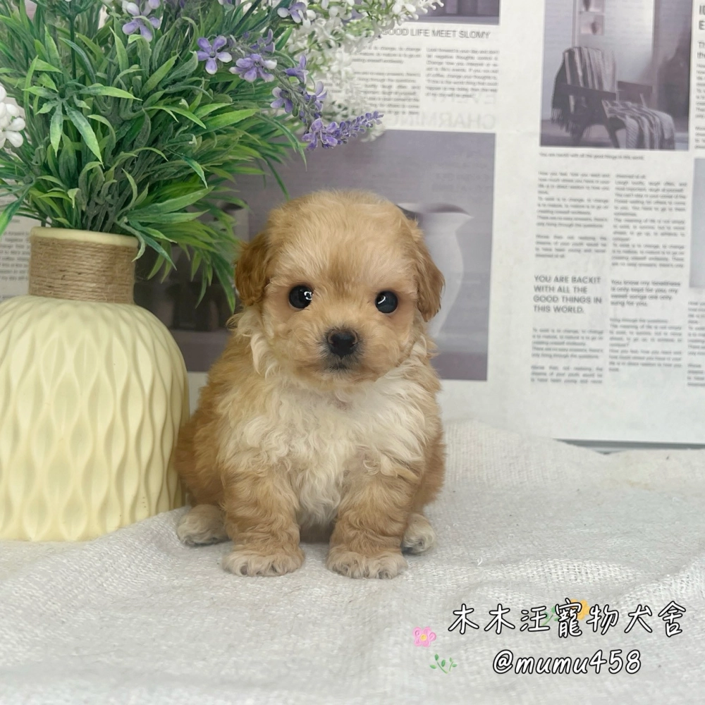 瑪爾泰迪(奶油色)