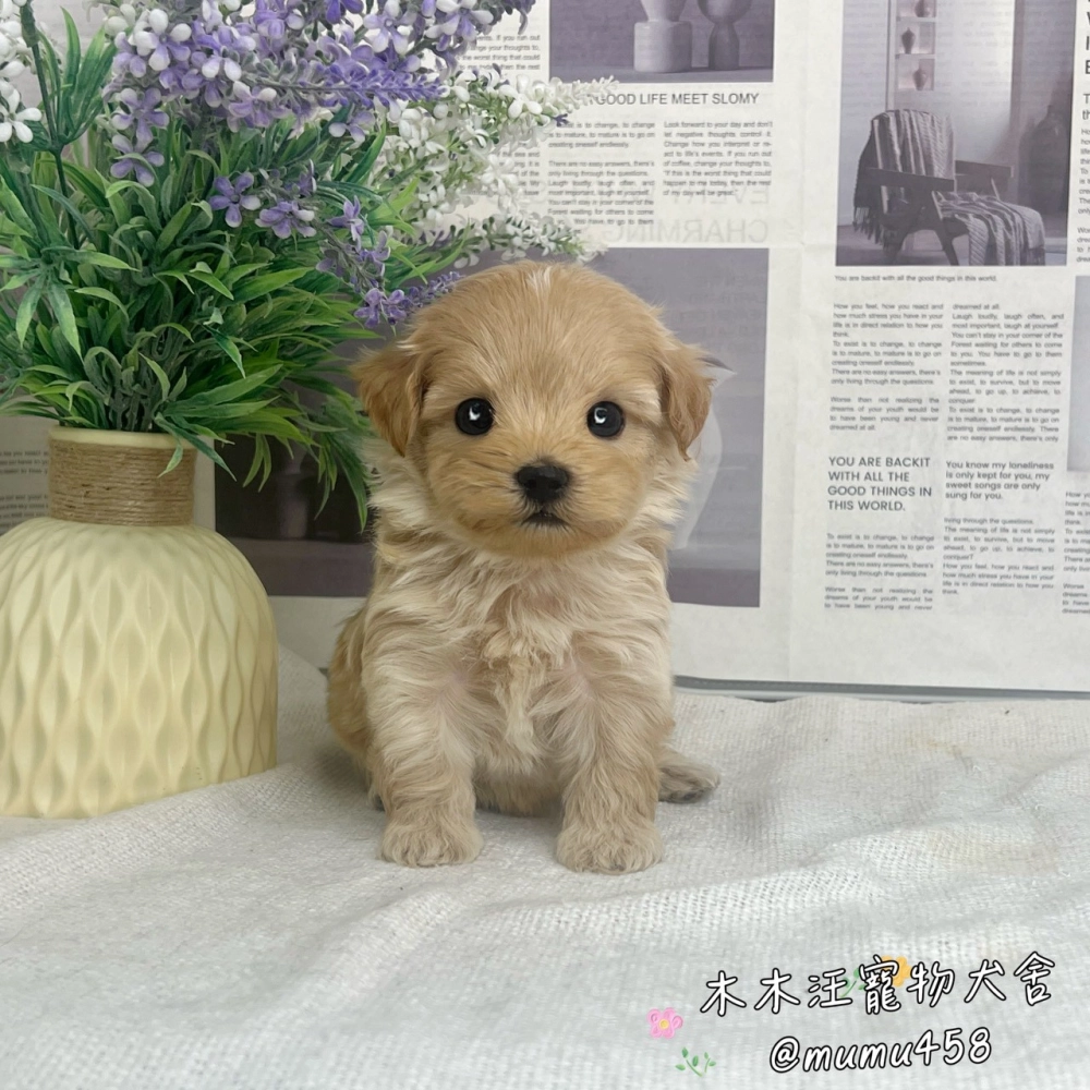 瑪爾泰迪(奶油色)