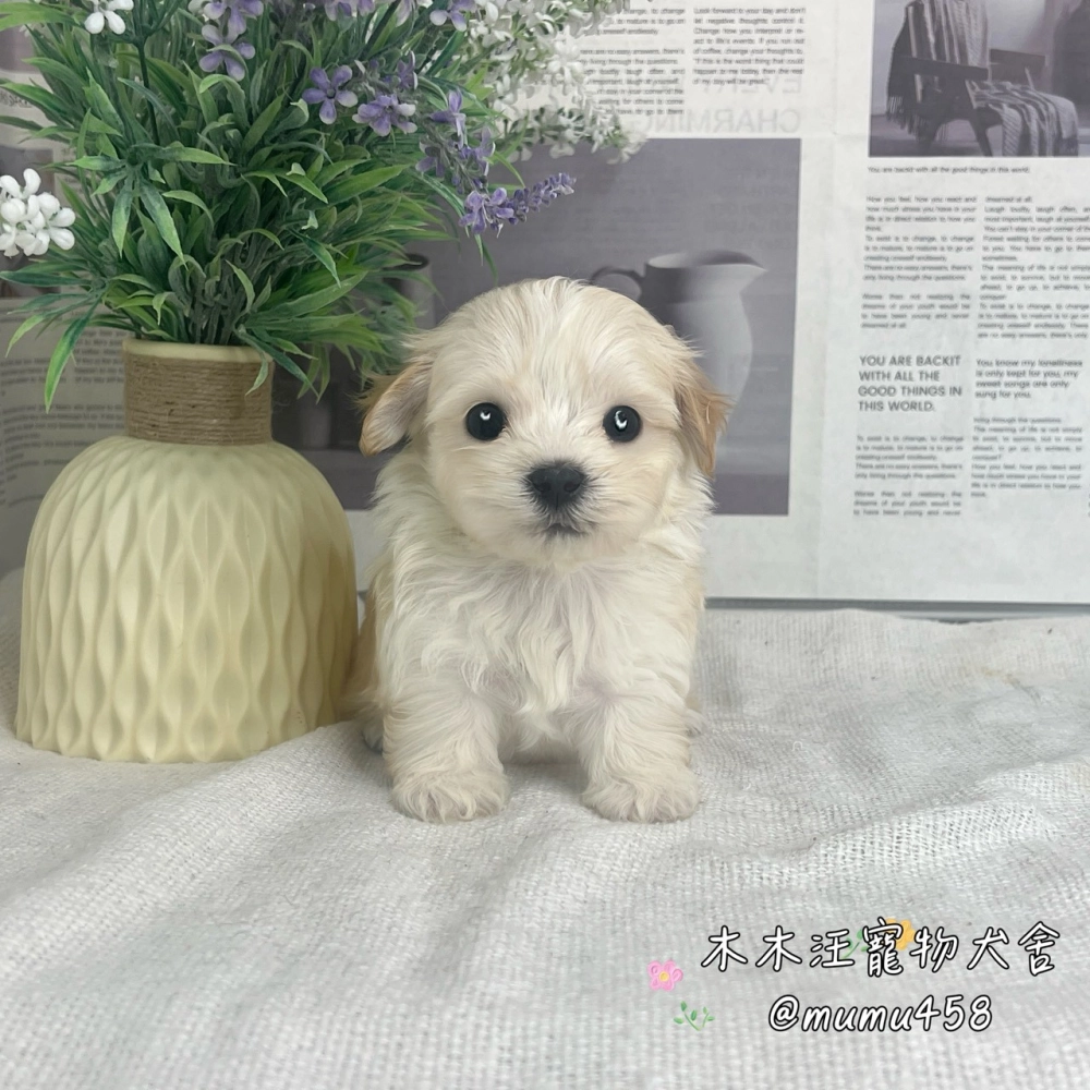 瑪爾泰迪(奶油白色)