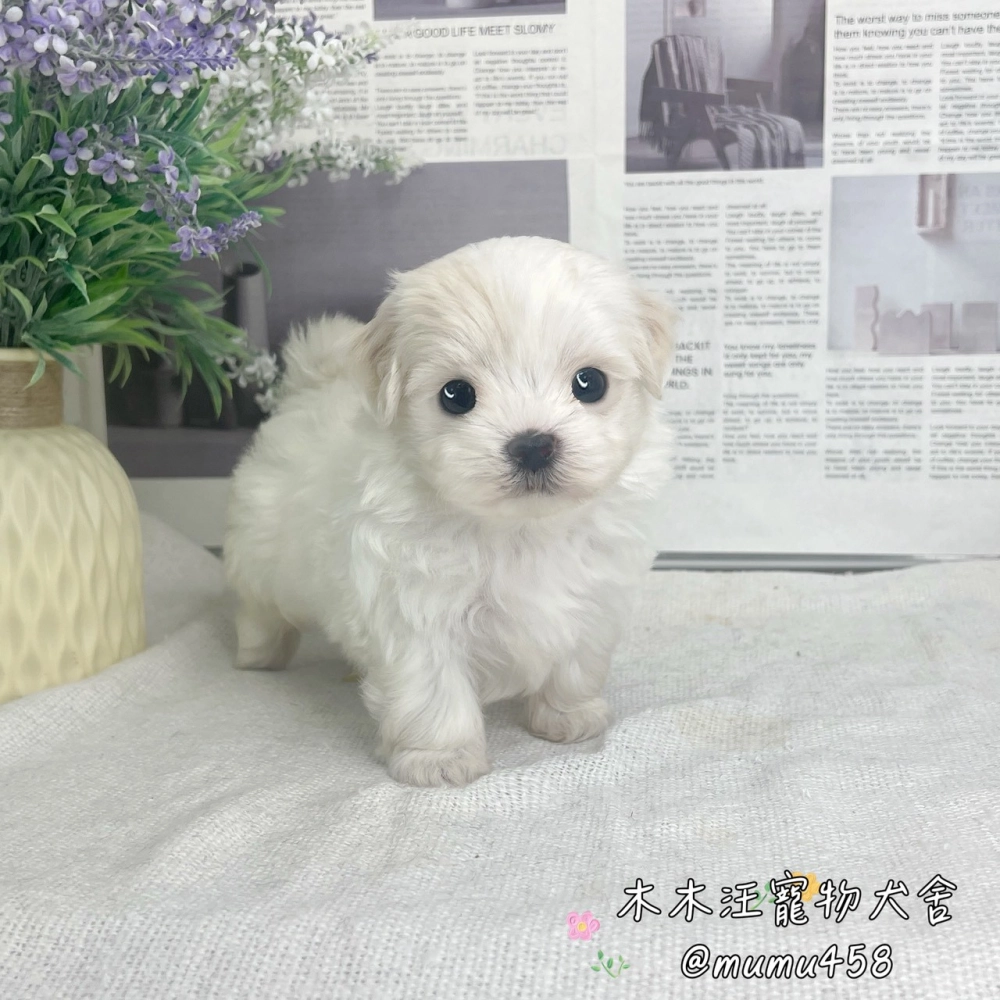 瑪爾泰迪(白色)