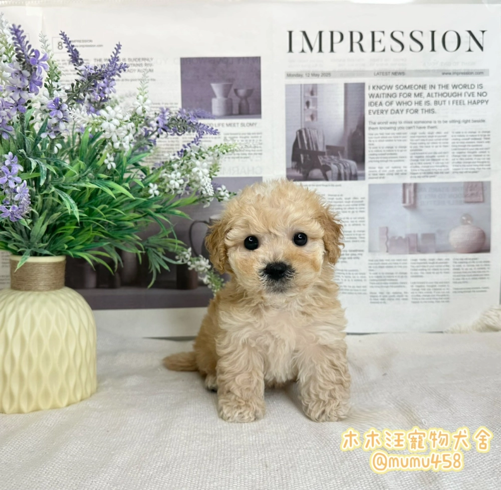 瑪爾泰迪(奶油色)