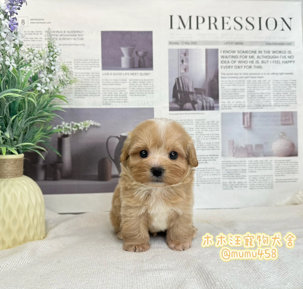 瑪爾泰迪(奶油色)