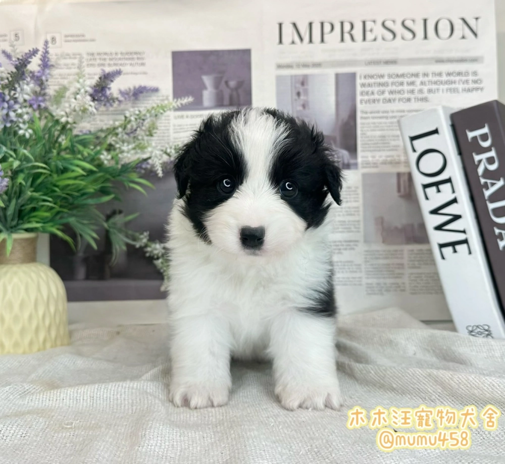 邊境牧羊犬(黑白色)