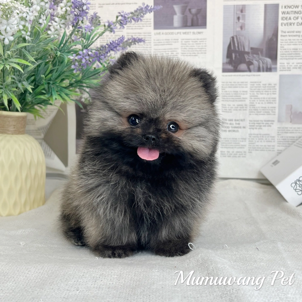 松鼠博美(紅棕色)