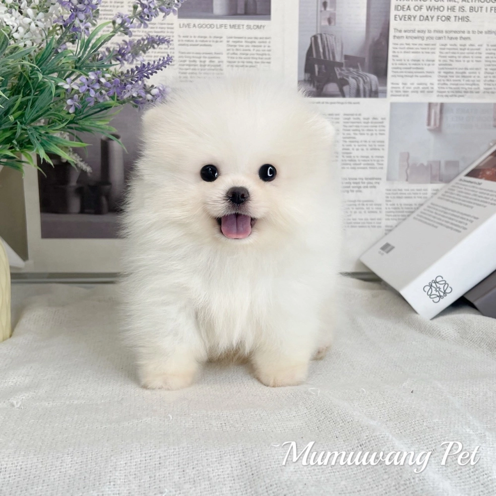 松鼠博美(白色)