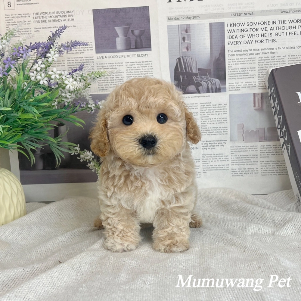 泰迪熊(貴賓比熊)