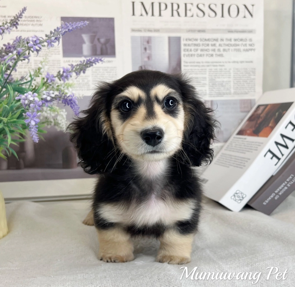 長毛臘腸(黑奶)