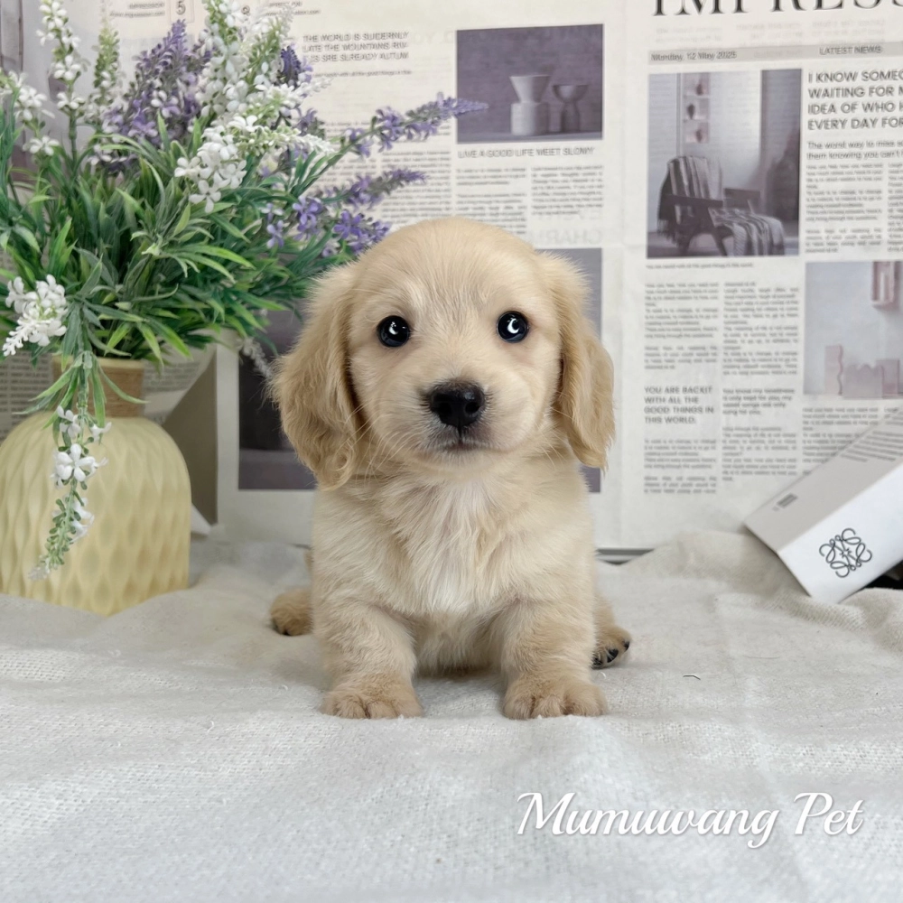 長毛臘腸(奶油色)