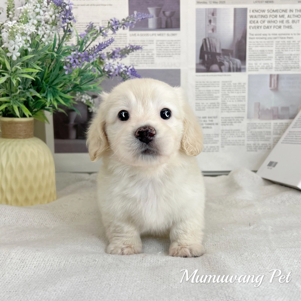 長毛臘腸(奶油白色)