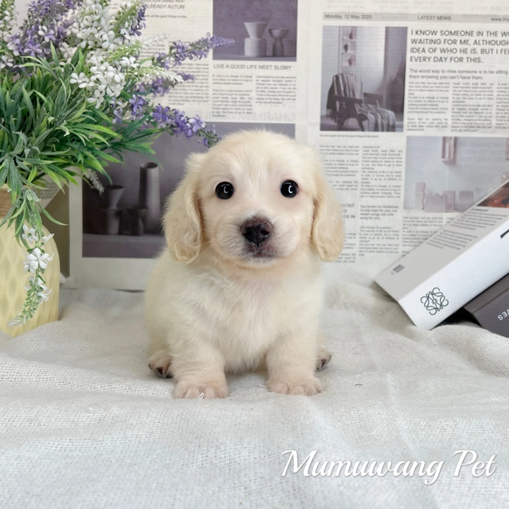 長毛臘腸(奶油白色)