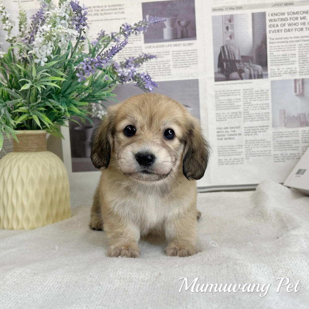 長毛臘腸(黑絲奶油色)