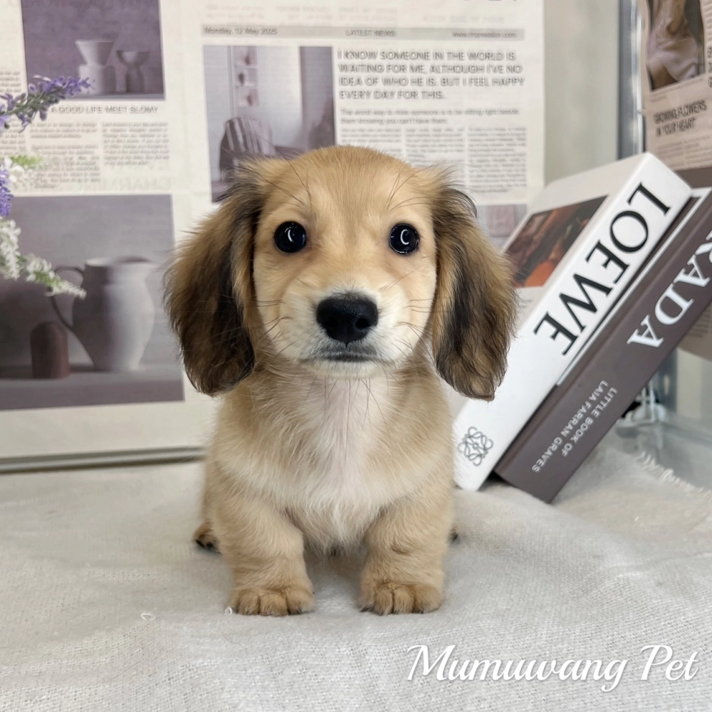 長毛臘腸(黑絲奶油色)