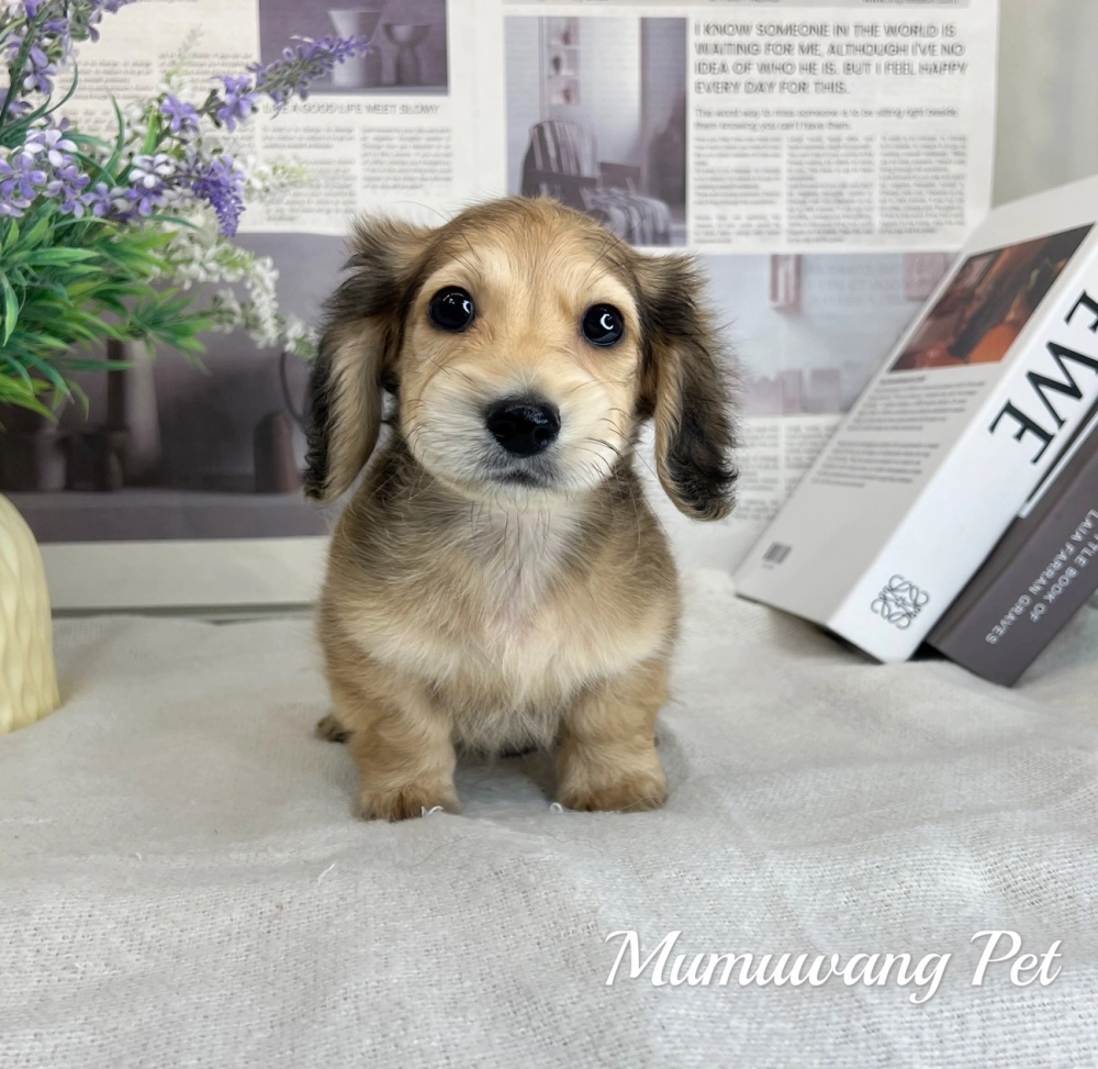 長毛臘腸(黑絲奶油色)