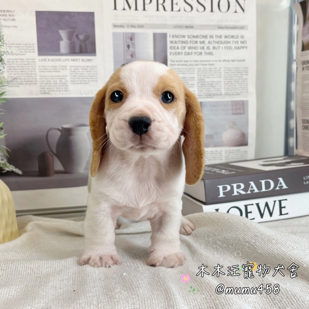 米格魯(檸檬色)