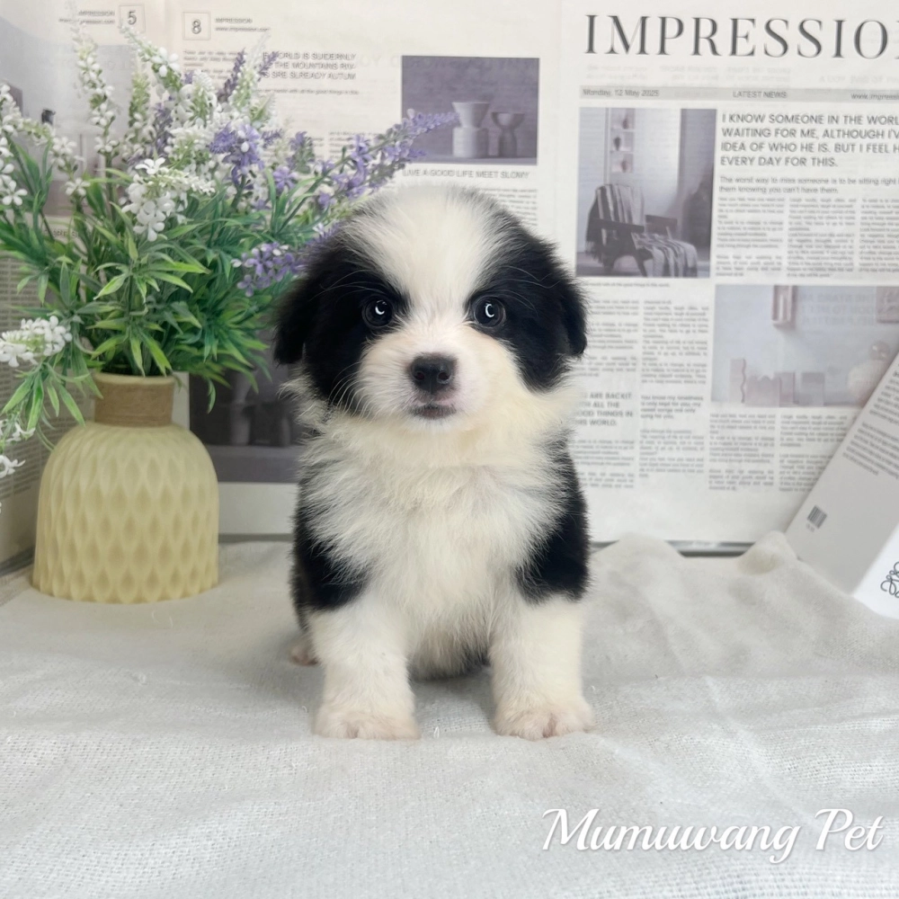 邊境牧羊犬(黑白色)