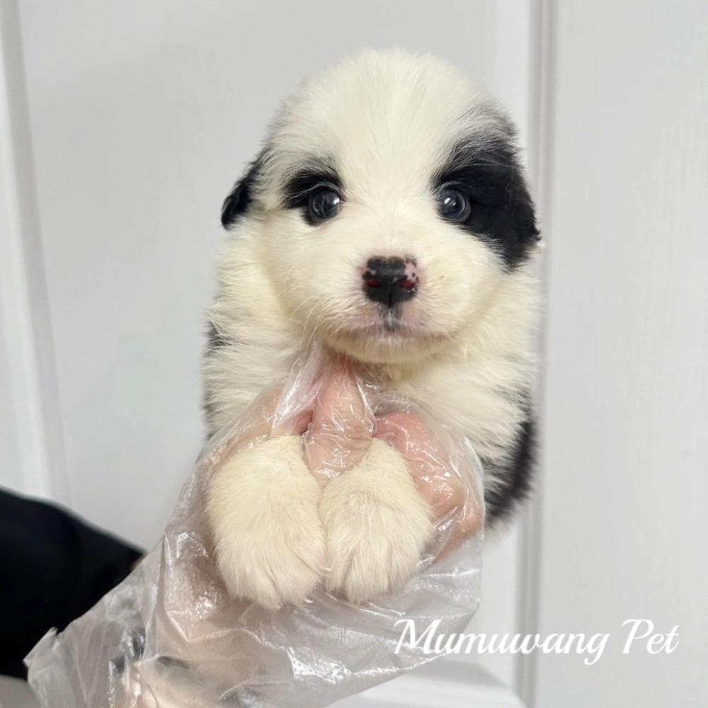 邊境牧羊犬(黑白色)