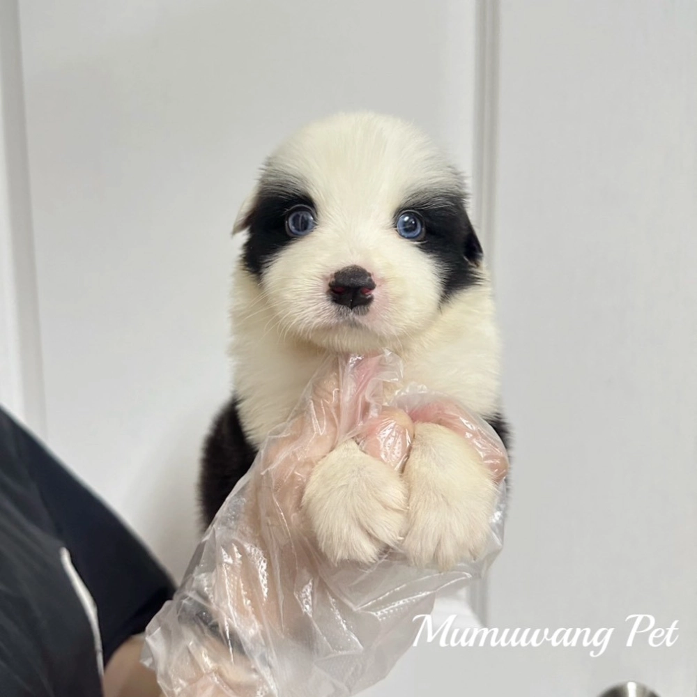 邊境牧羊犬(黑白色)