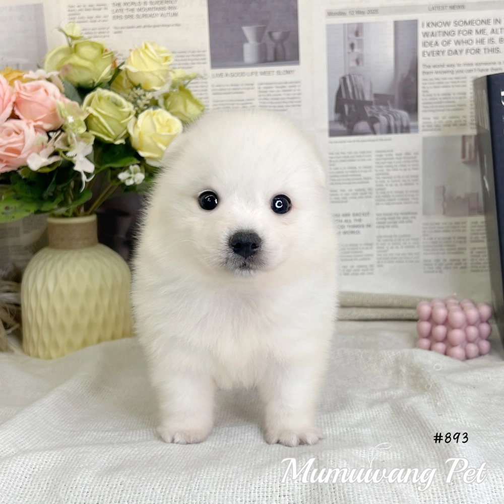 狐狸犬