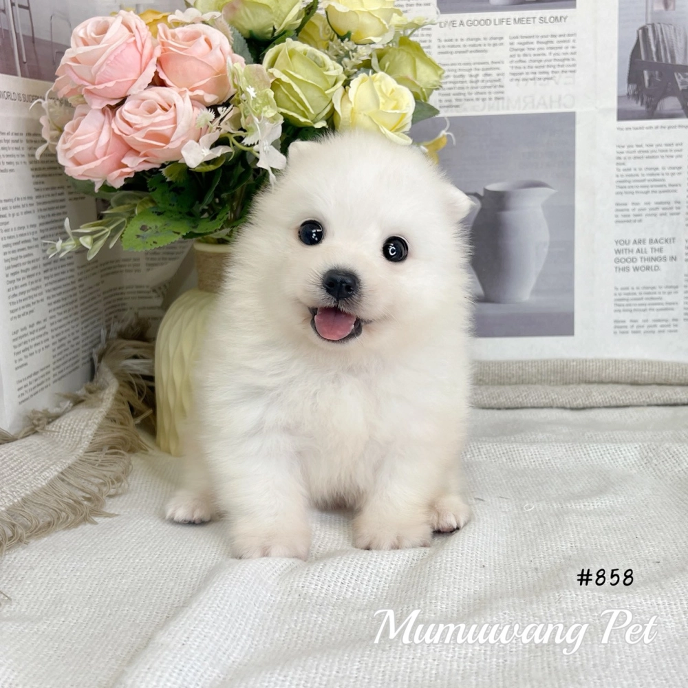 狐狸犬