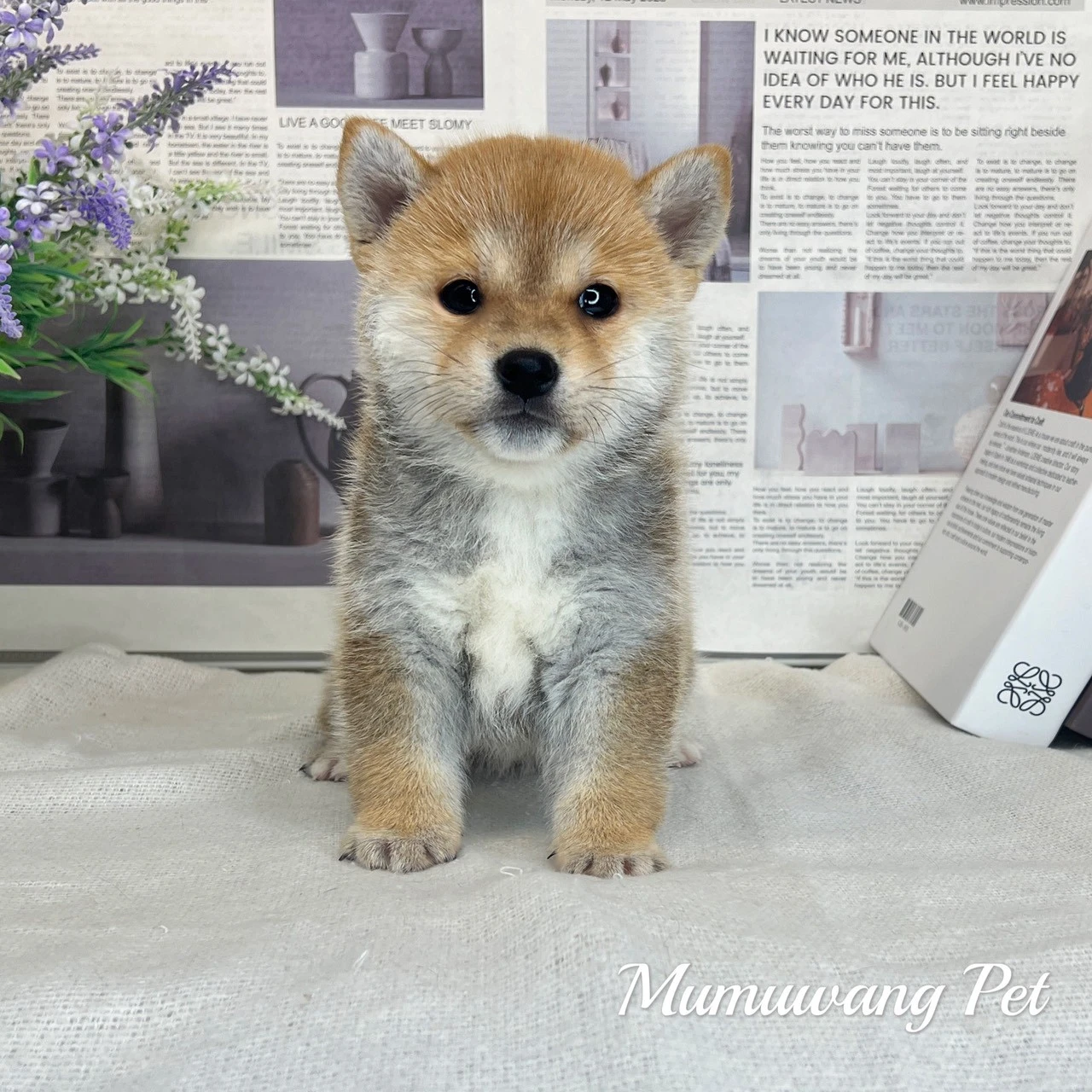 柴犬(赤色)