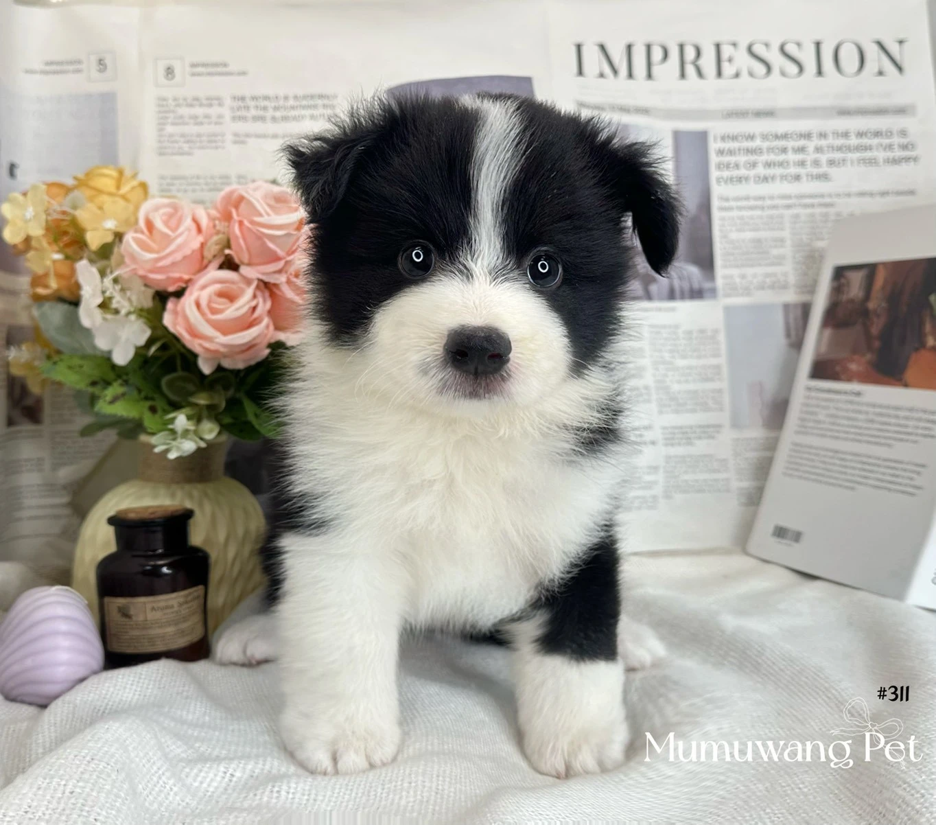 邊境牧羊犬(黑白色)