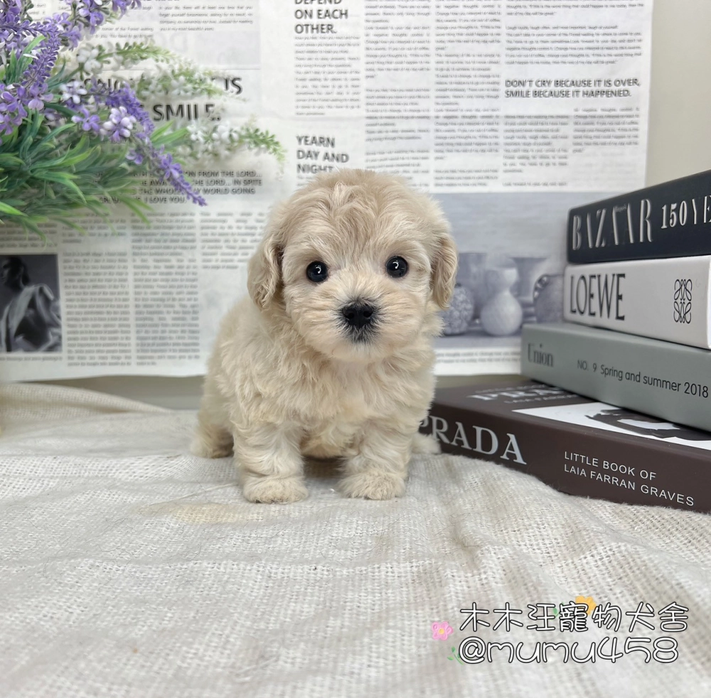 瑪爾泰迪(奶油)