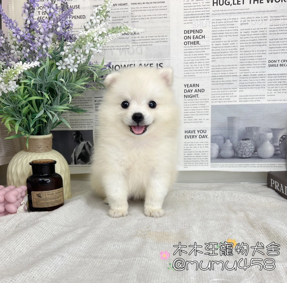 狐狸犬
