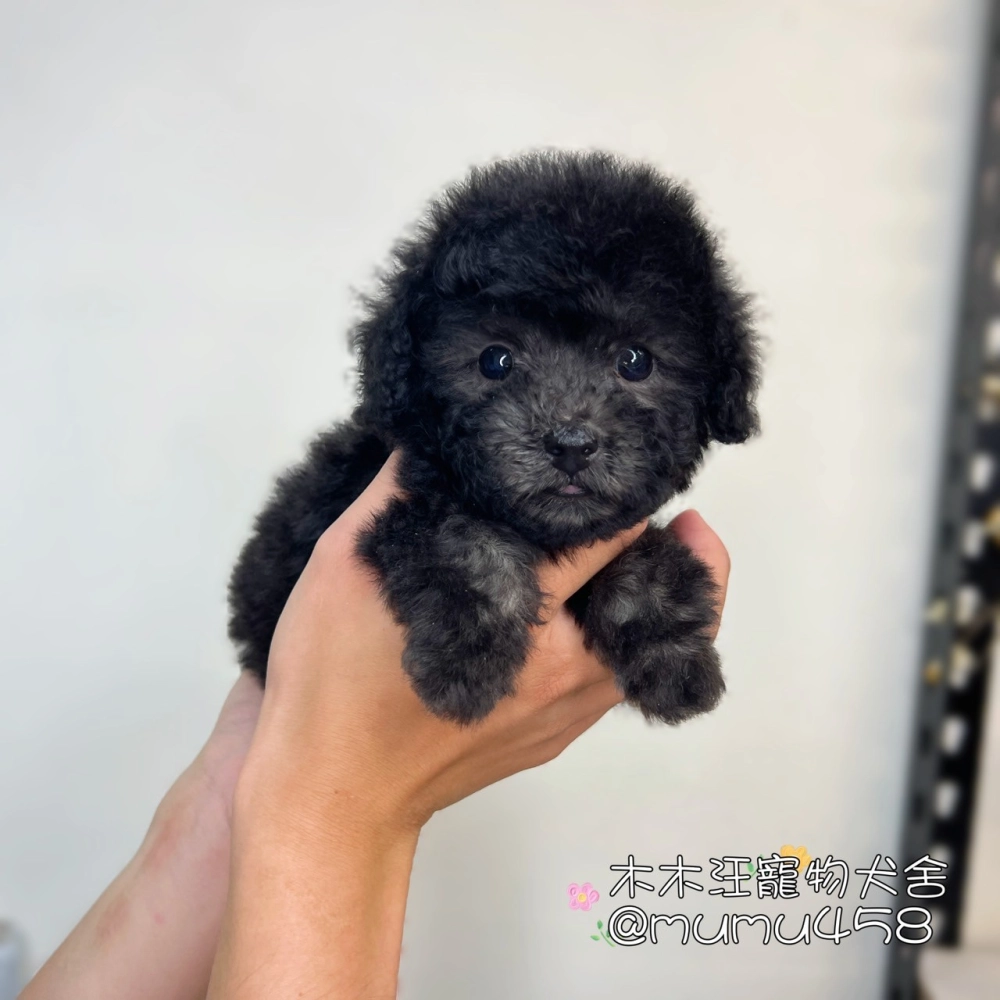 玩具貴賓(銀灰色)