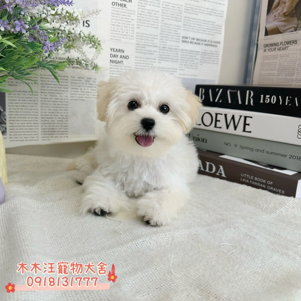 瑪爾濟斯