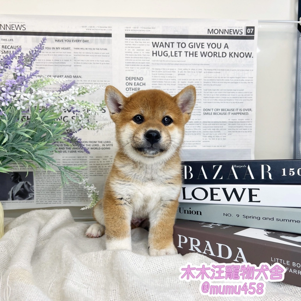 柴犬(赤色)