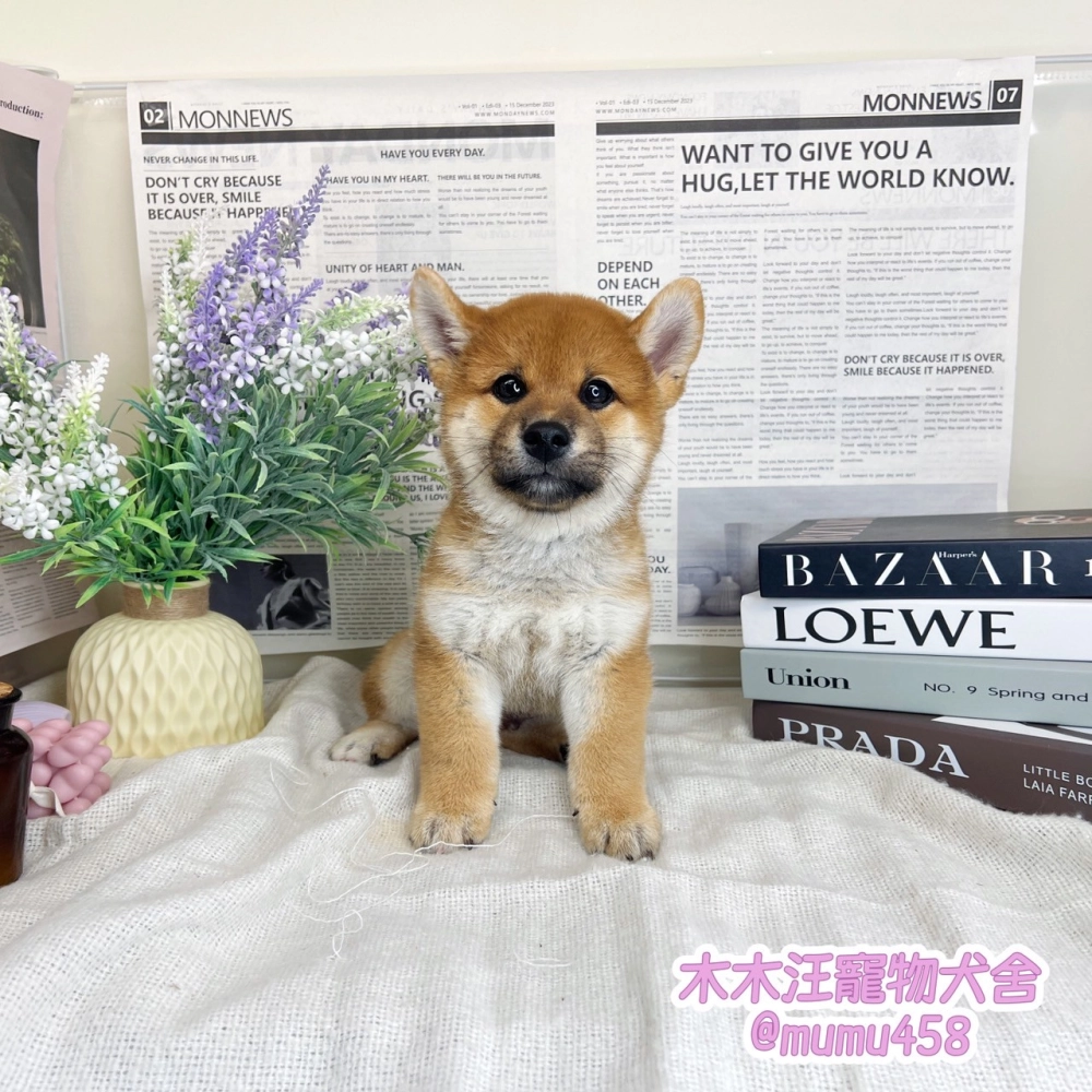 柴犬(赤色)