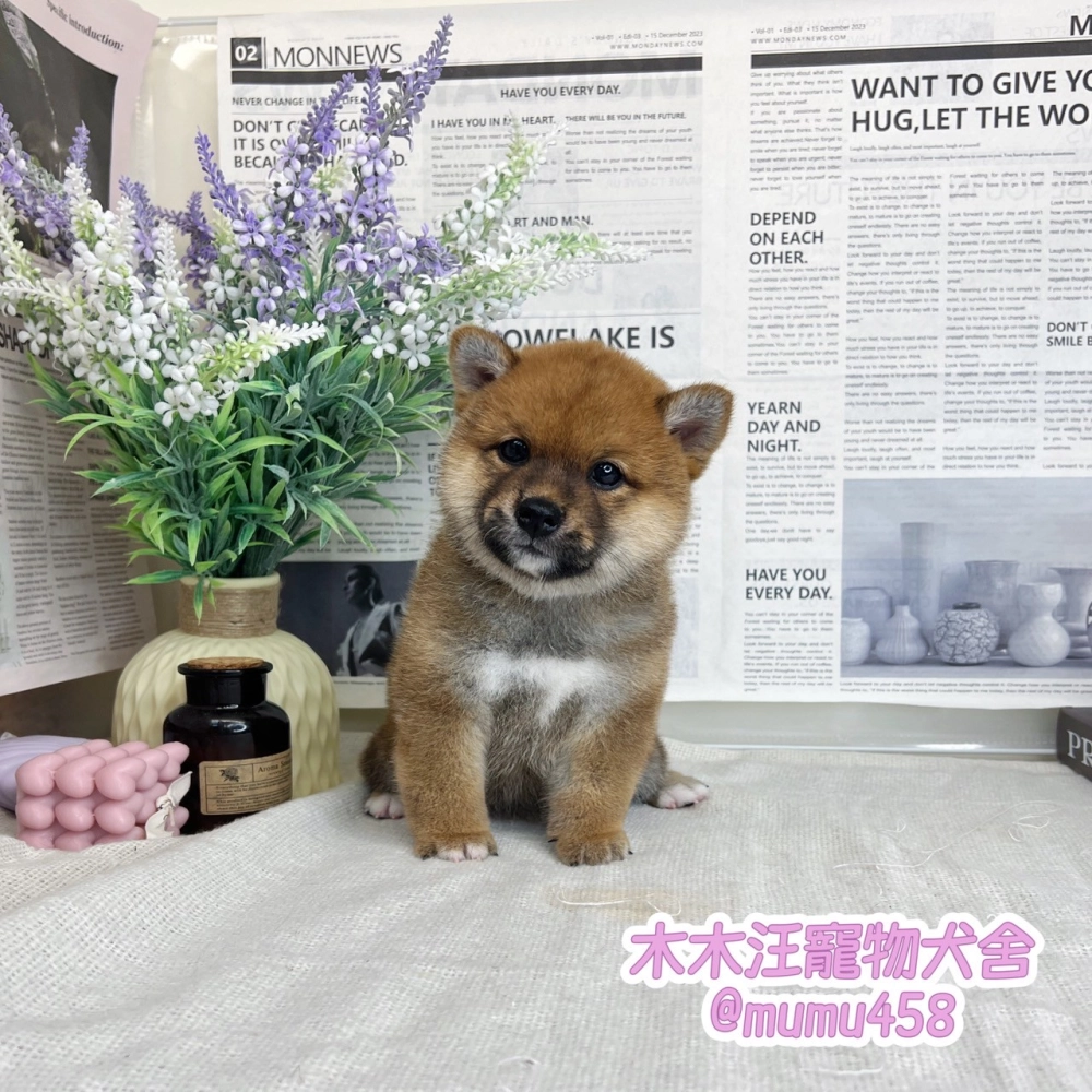 柴犬(赤色)