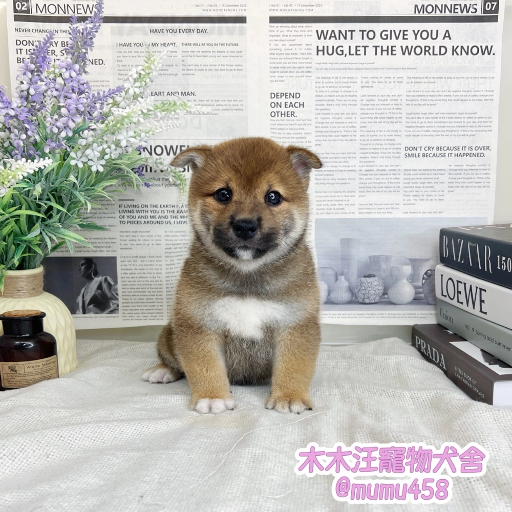柴犬(赤色)