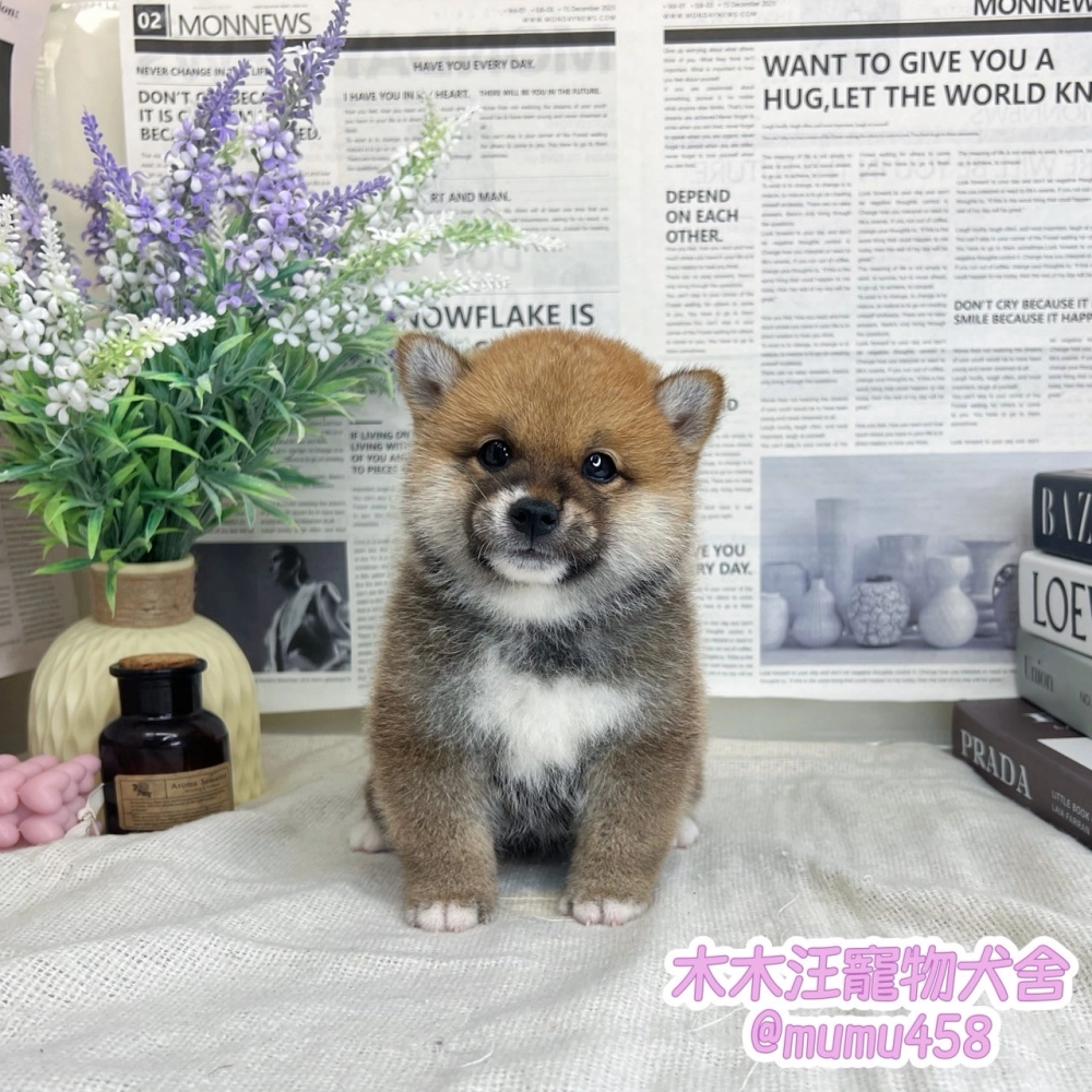 柴犬(赤色)