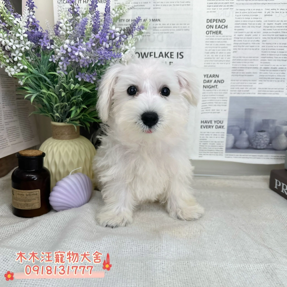 迷你雪納瑞(白色)