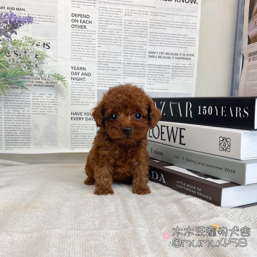 貴賓犬(紅色)