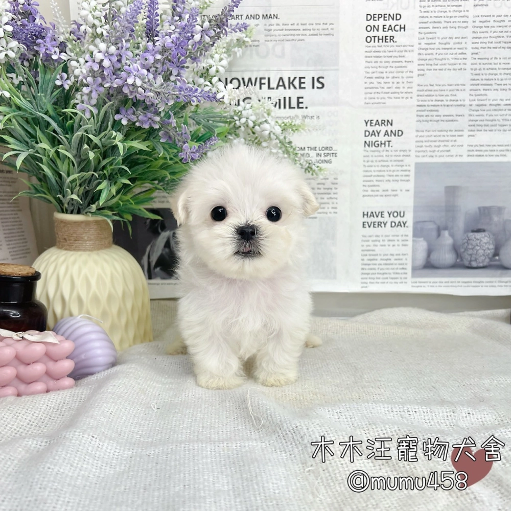 迷你型瑪爾濟斯