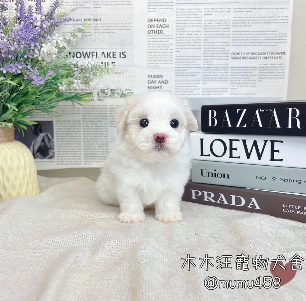 迷你型瑪爾濟斯